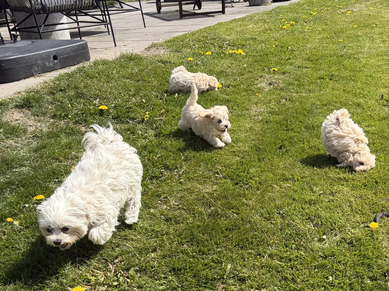 Billede 20 - 1 Mini Maltipoo dreng må rejse nu 