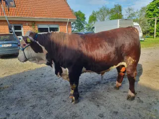 Herefordtyre Sælges og Udlejes