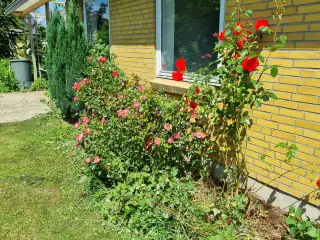 Hus i Havnbjerg sælges