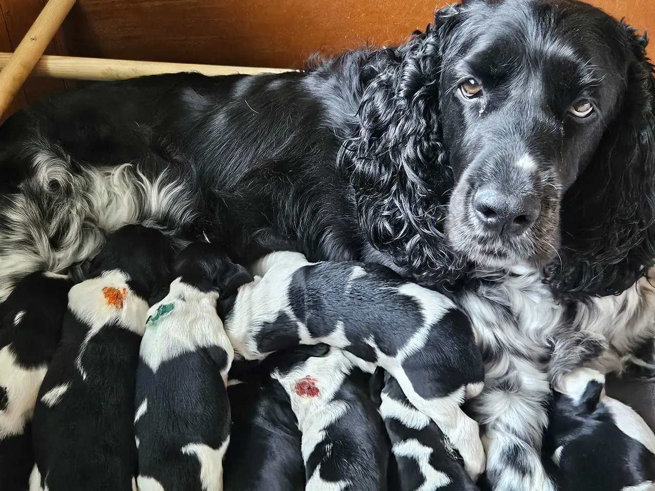 Billede 13 - Engelsk springer spaniel ikke ft