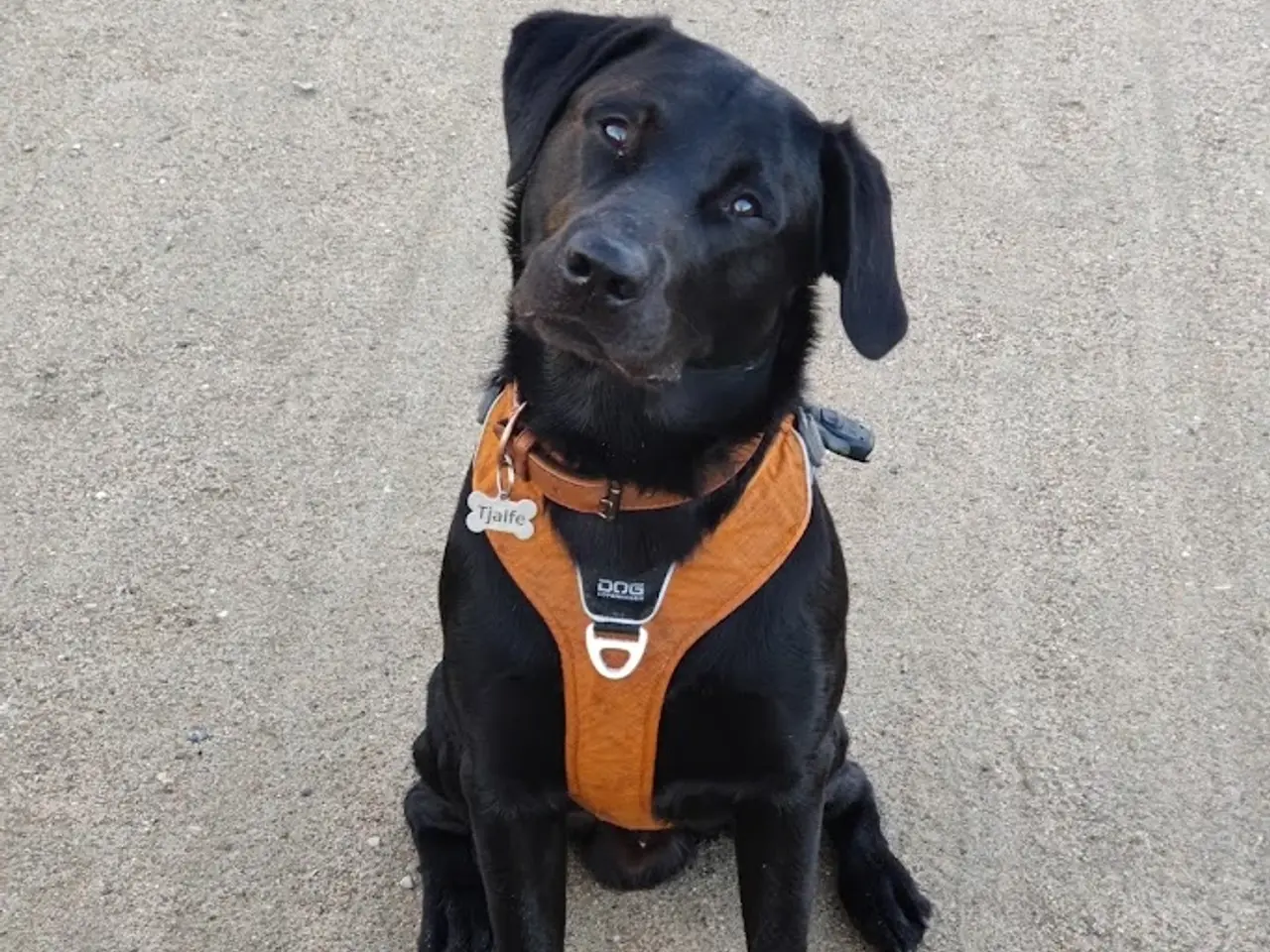 Billede 9 - F1 Labrador udbydes til parring