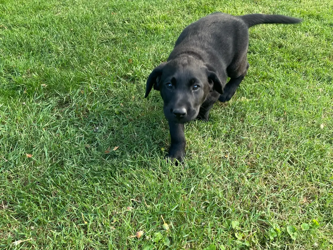 Billede 5 - Labrador hvalpe