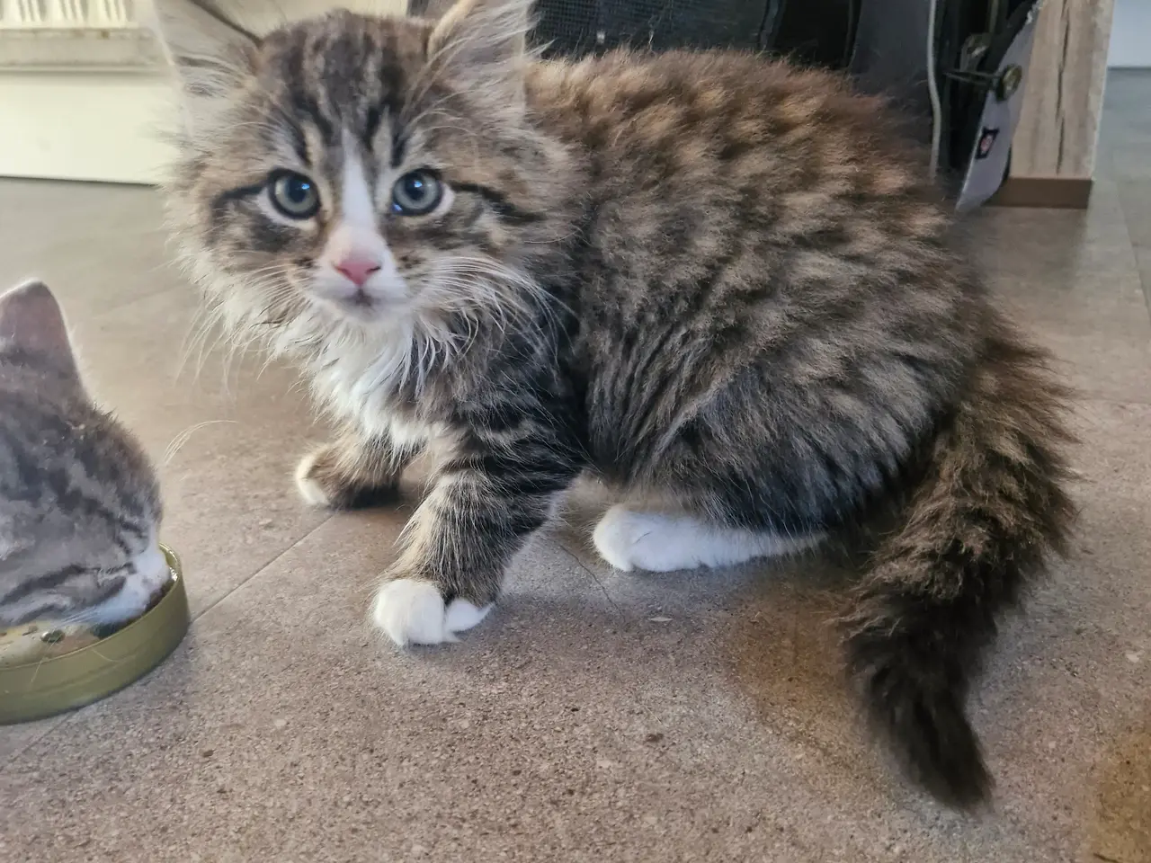 Billede 5 - Miks. Killinger Abysseiner Main coon og gårdkat
