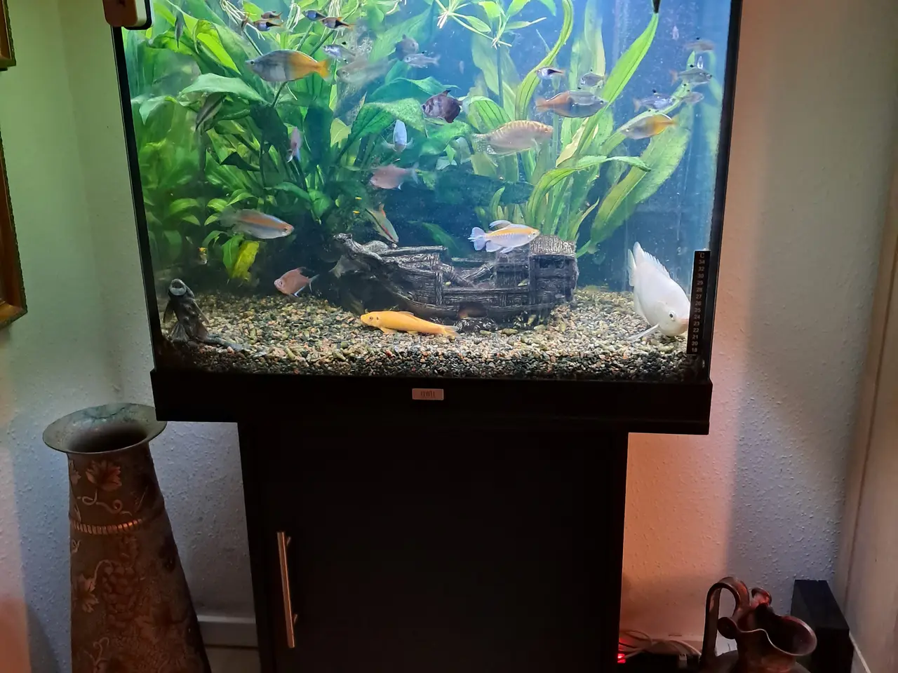 Billede 1 - Sort Juvel Aqua Lido akvarium 200 liters til salg.