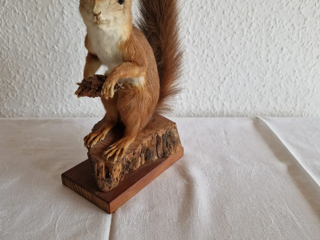 Billede 3 - Egern Sciurus Vulgaris. Meget flot.