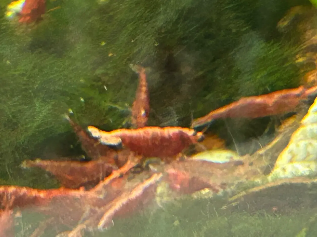 Billede 1 - 🦐🍒 Flotte Røde kirsebærrejer – Viby J