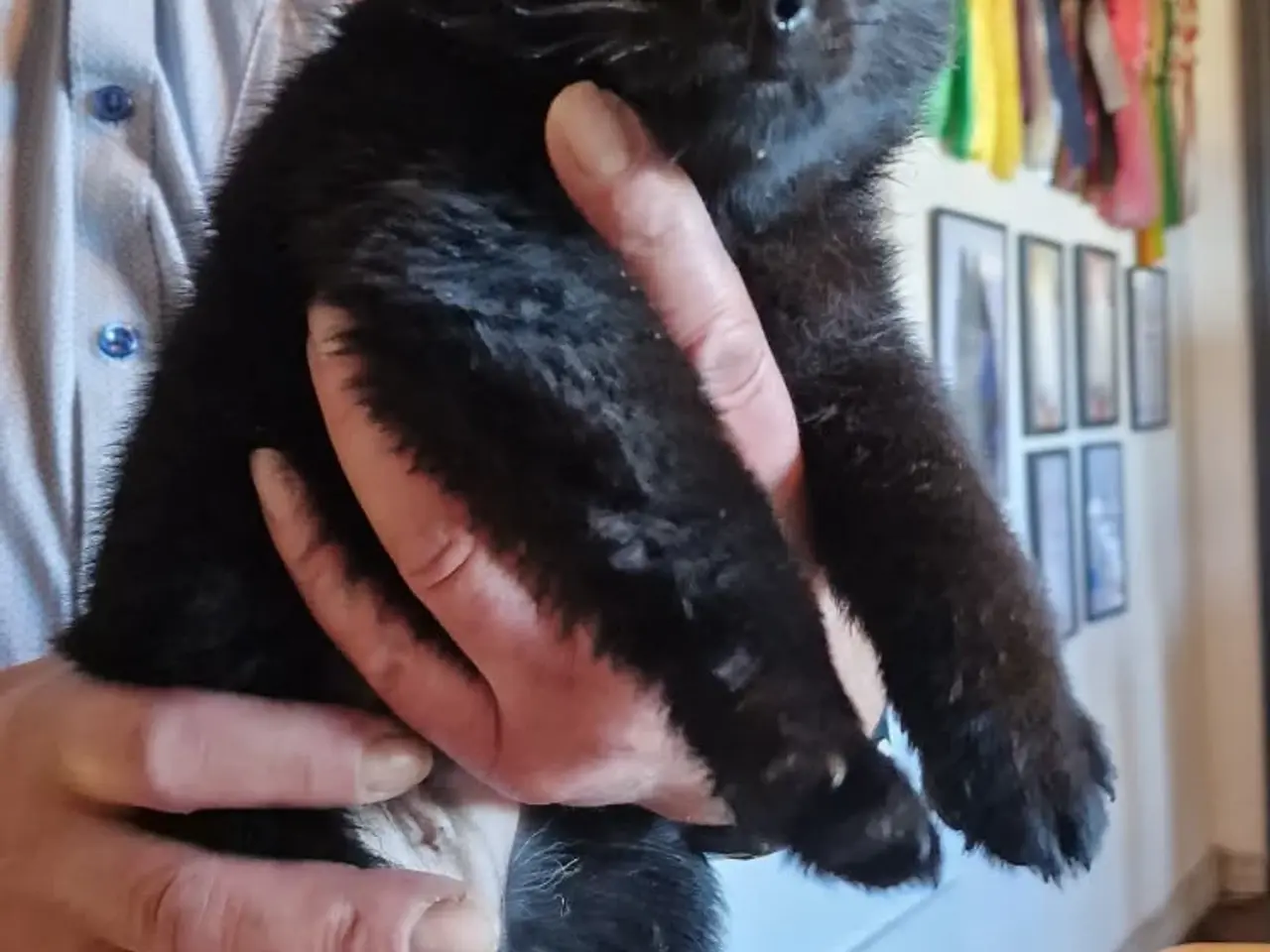 Billede 2 - Schipperke hvalp 