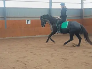 Smuk Dv hoppe 