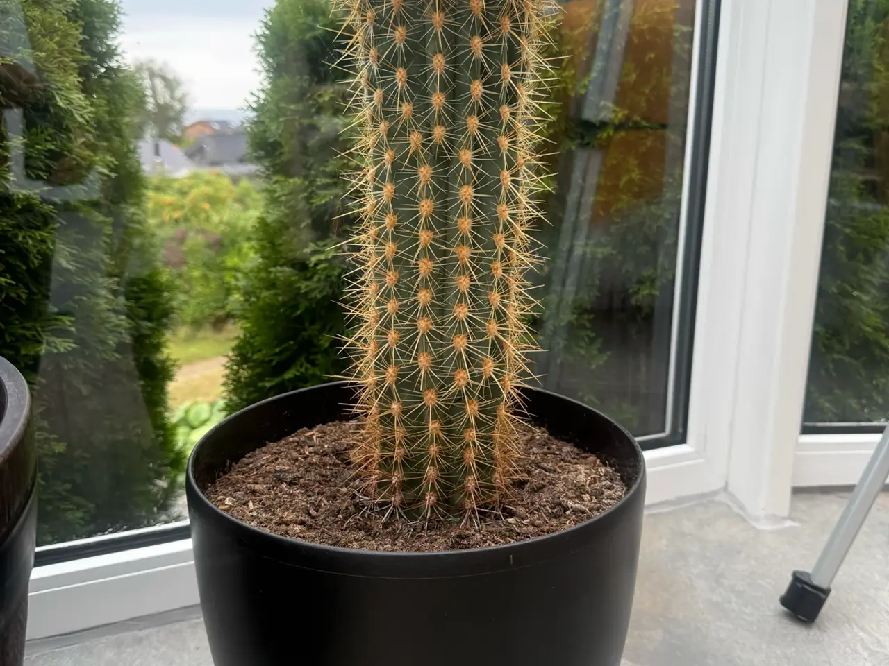 Billede 1 - Kaktus i 30cm potte 