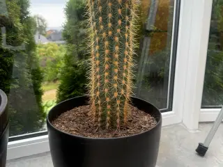 Kaktus i 30cm potte