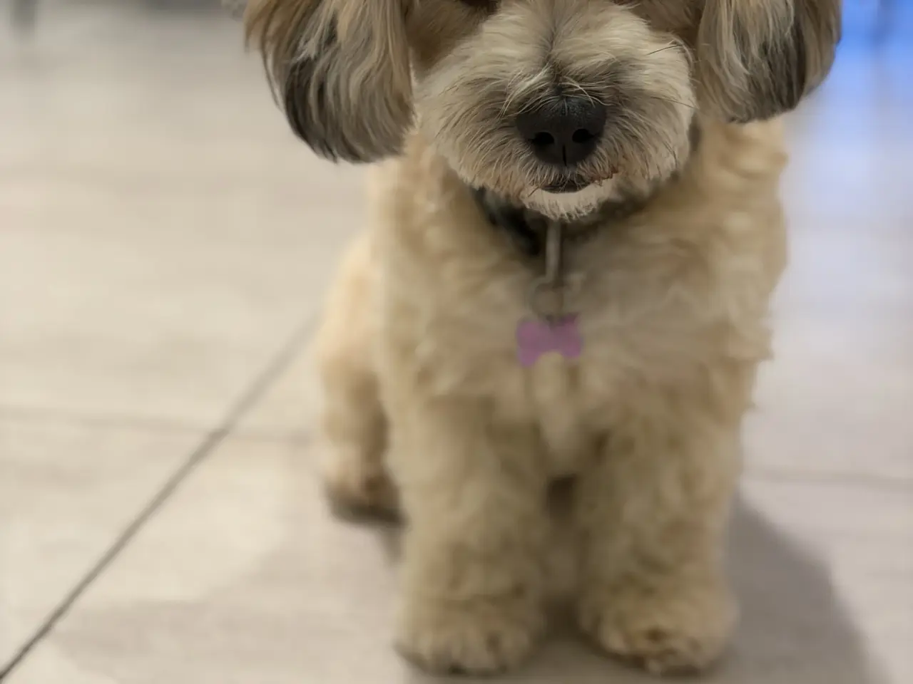 Billede 9 - Bichon havanise og Coton de Tulear blanding