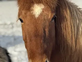 Islænder