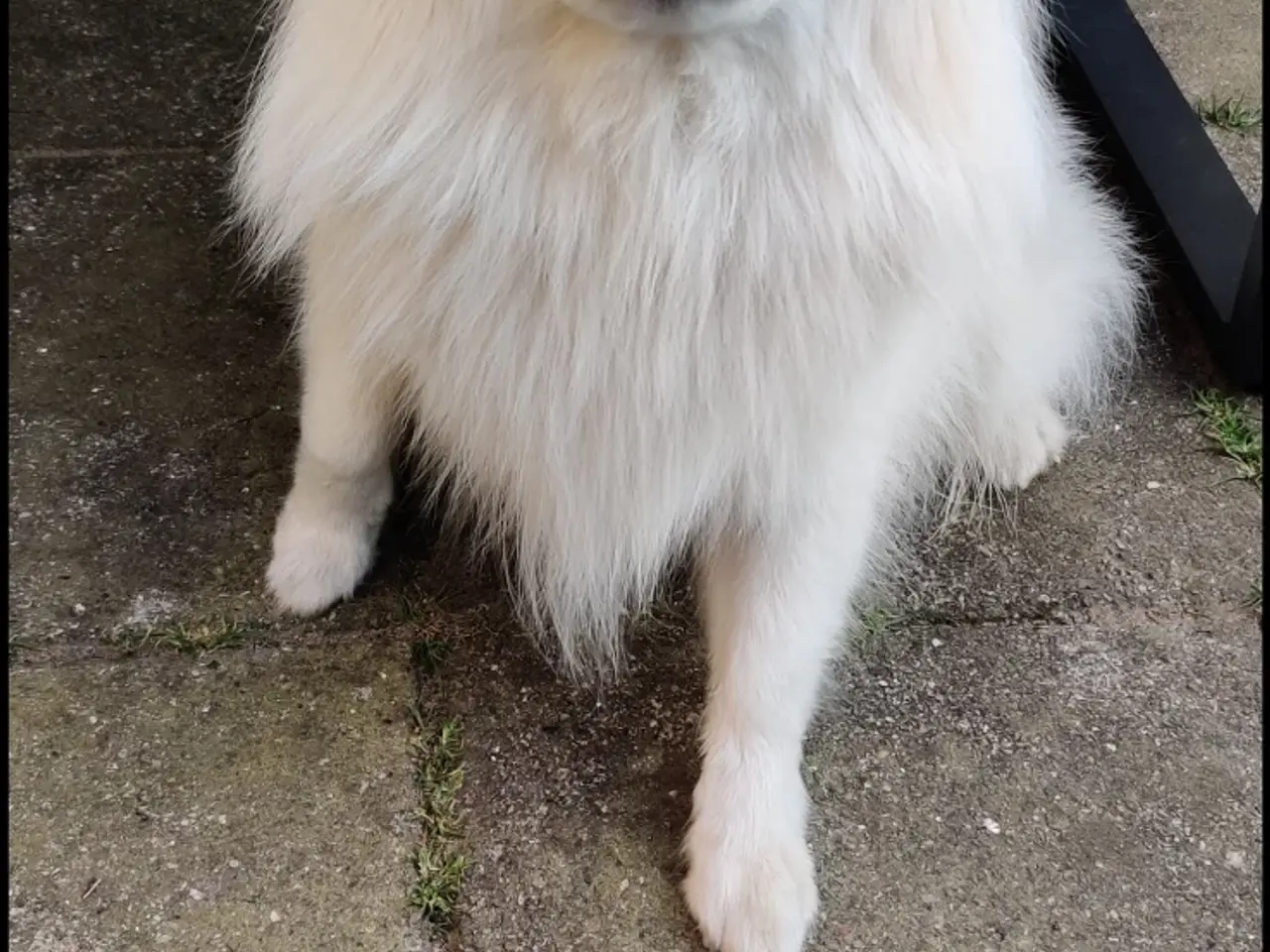 Billede 4 - MØD CODY - lille hund med et stort hjerte