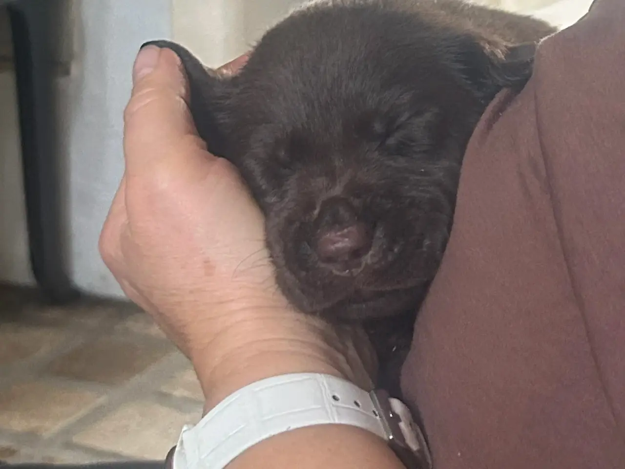 Billede 11 - Brune han labrador hvalpe