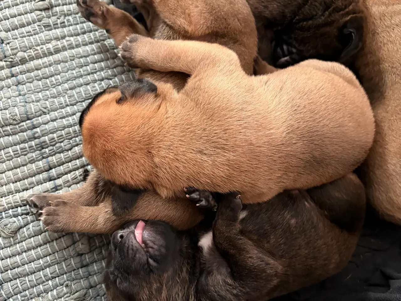 Billede 6 - Bullmastiff hvalpe