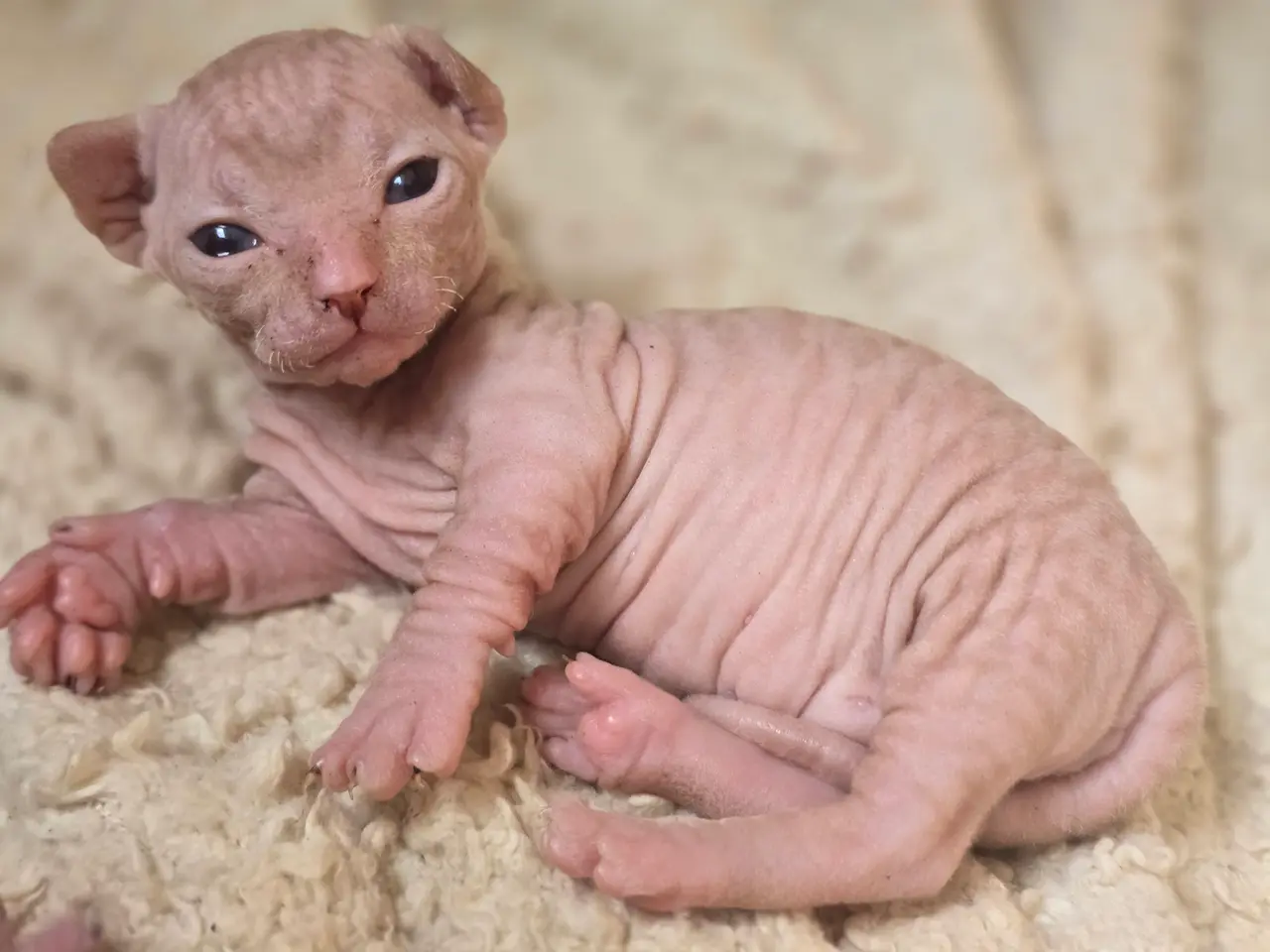 Billede 2 - Sphynx Mikkel fartstribe 
