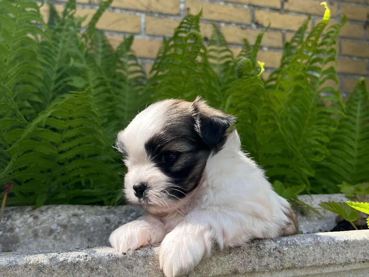 Billede 2 - Blandings hvalp - Lhasa apso & malteser