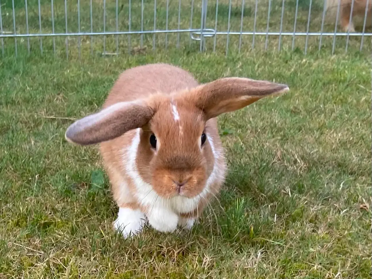 Billede 12 - Smuk lille pige kanin🥕