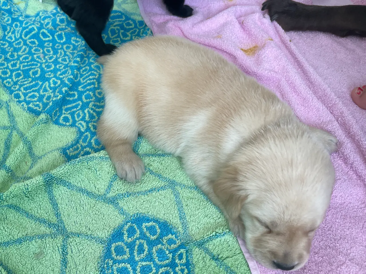 Billede 8 - Labrador/golden retriever hvalpe til salg