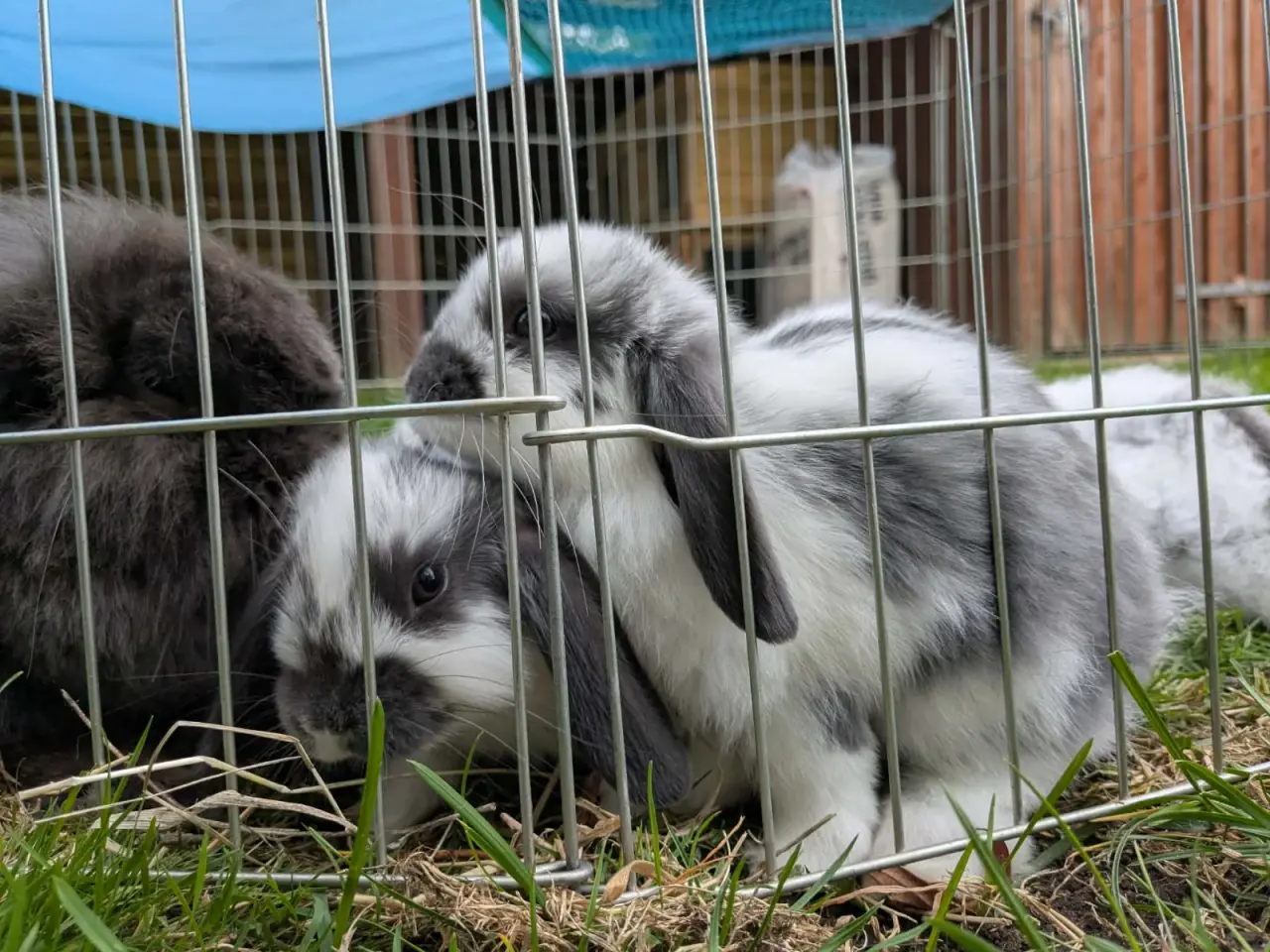Billede 6 - Mini-lop kaninunger