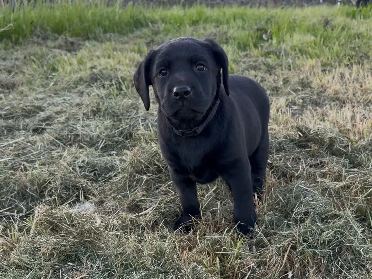 Billede 7 - Labrador hvalpe søger nye familier 🖤