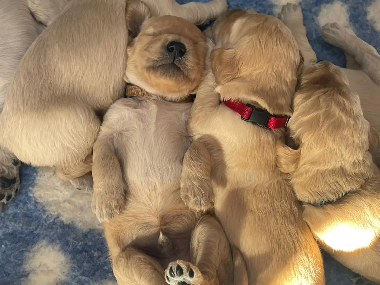 Billede 2 - Goldendoodles hvalpe NYE BILLEDER og PRIS