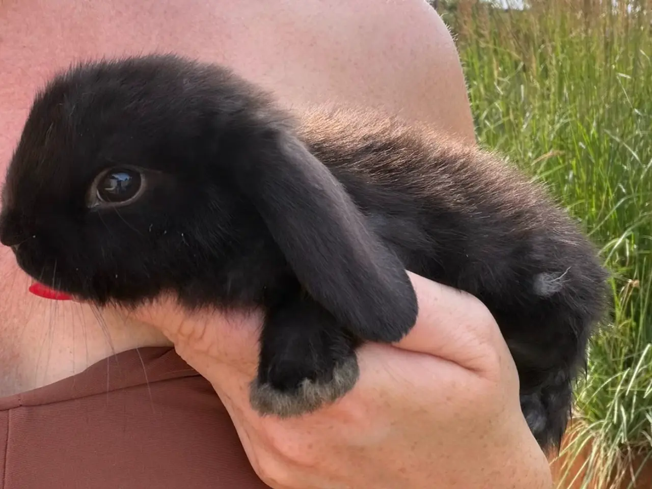 Billede 2 - Mini lop kanin unge