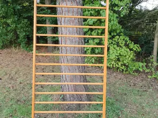 Rib