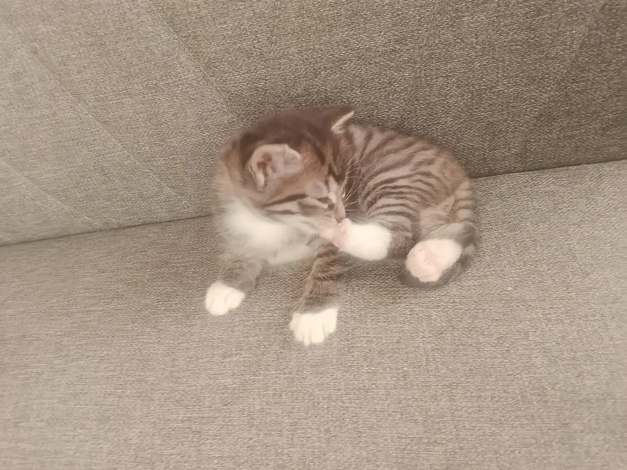 Billede 2 - Sød Kat