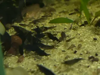 💙🐟 Blue Moscow Guppy Unger – Afhentning Viby J