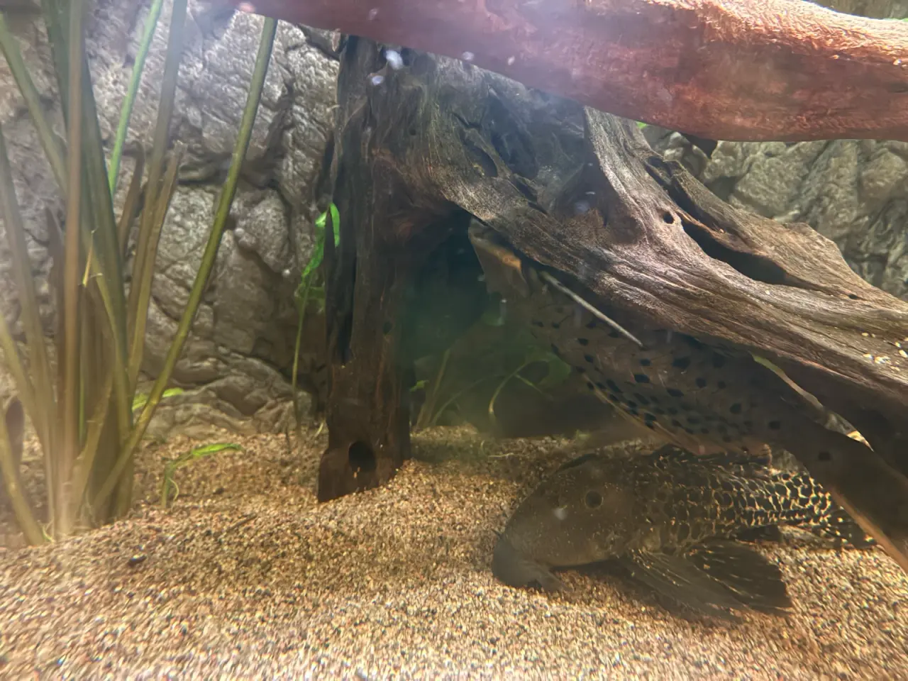 Billede 1 - Geophagus sp. “Gurupi”