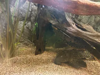Geophagus sp. “Gurupi”