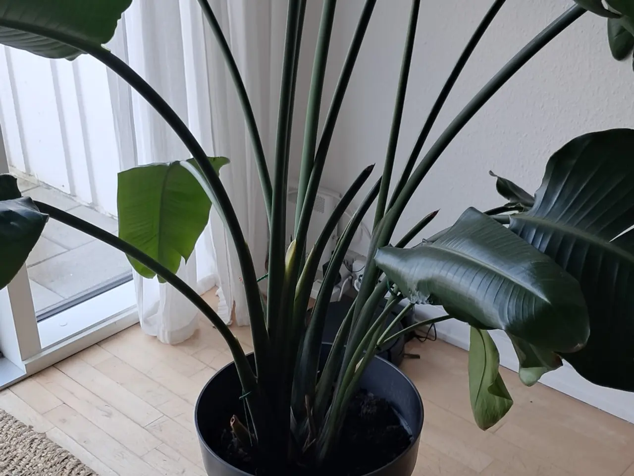 Billede 2 - Stor Strelitzia nicolai – paradisfugleplante