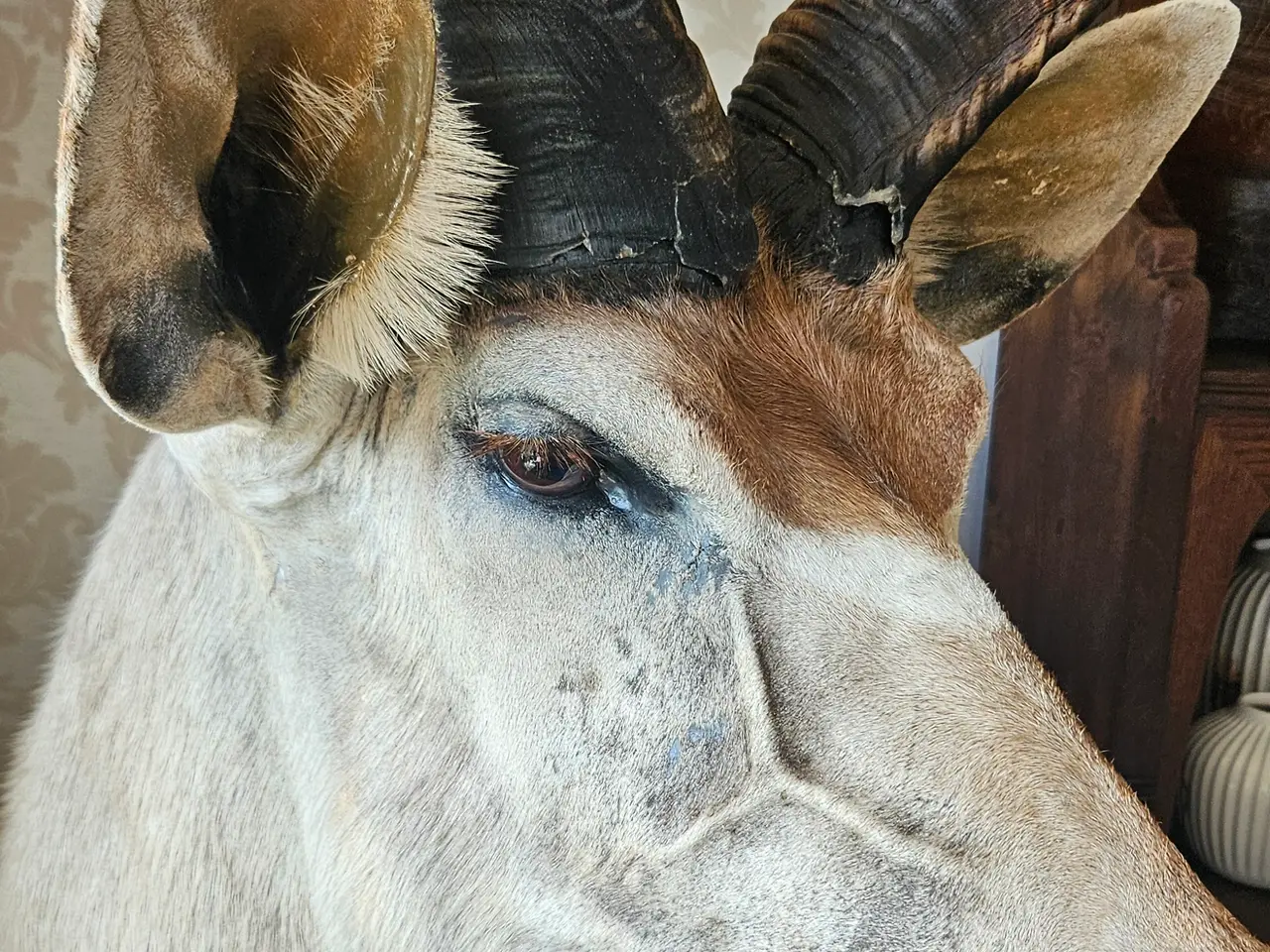 Billede 2 - Jagttrofæ Kudu