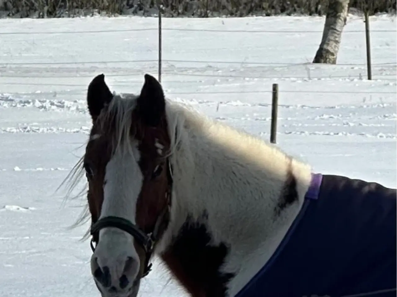 Billede 20 - Smuk prinsesse pony sælges