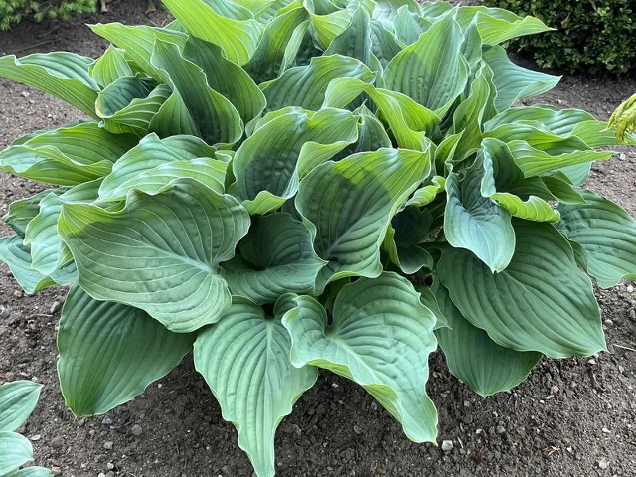 Billede 2 - Hosta sælges