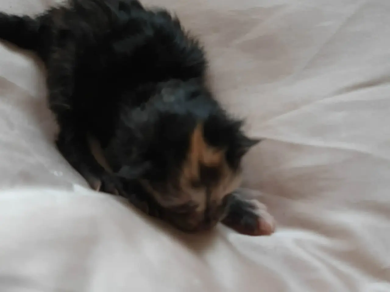 Billede 2 - Maine Coon killinger, klar 17 juni