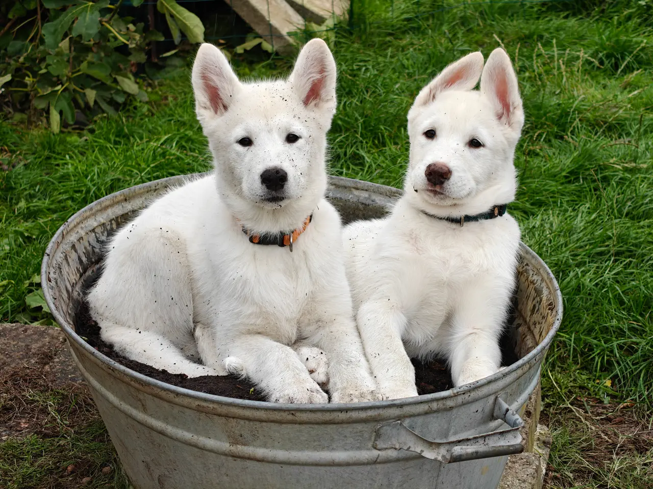 Billede 4 - Siberian husky og samojede hvalpe sælges