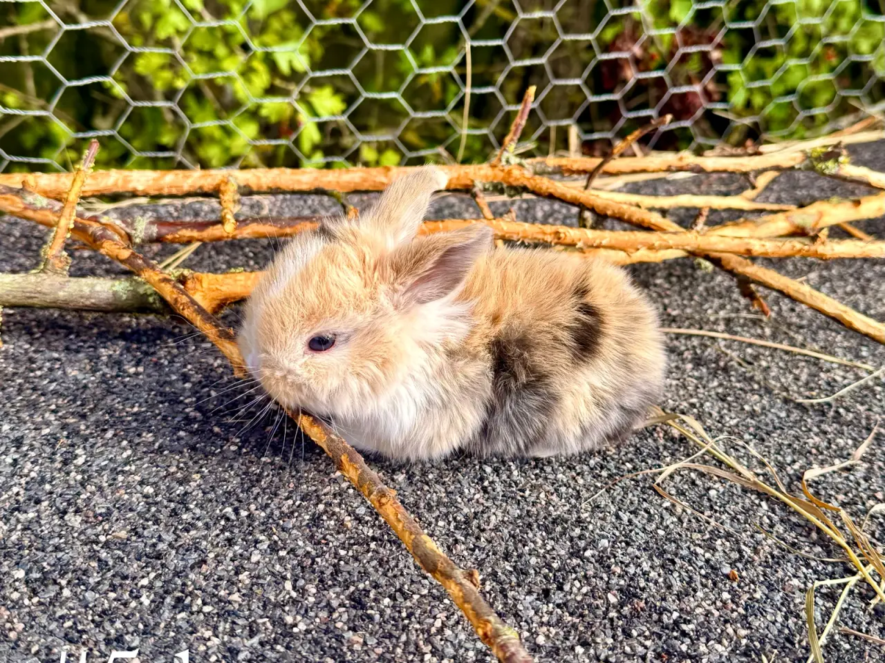 Billede 6 - Mini Lop kaninunger