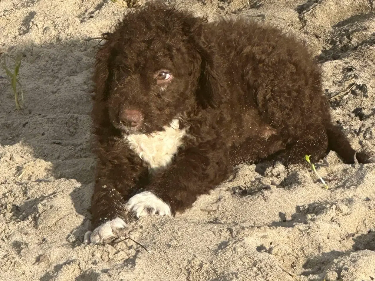Billede 7 - Lagotto/curly coated retriever