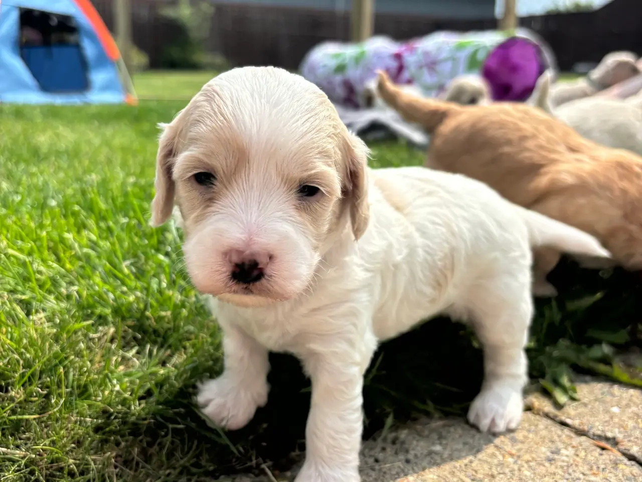 Billede 1 - Havapoo/maltipoo