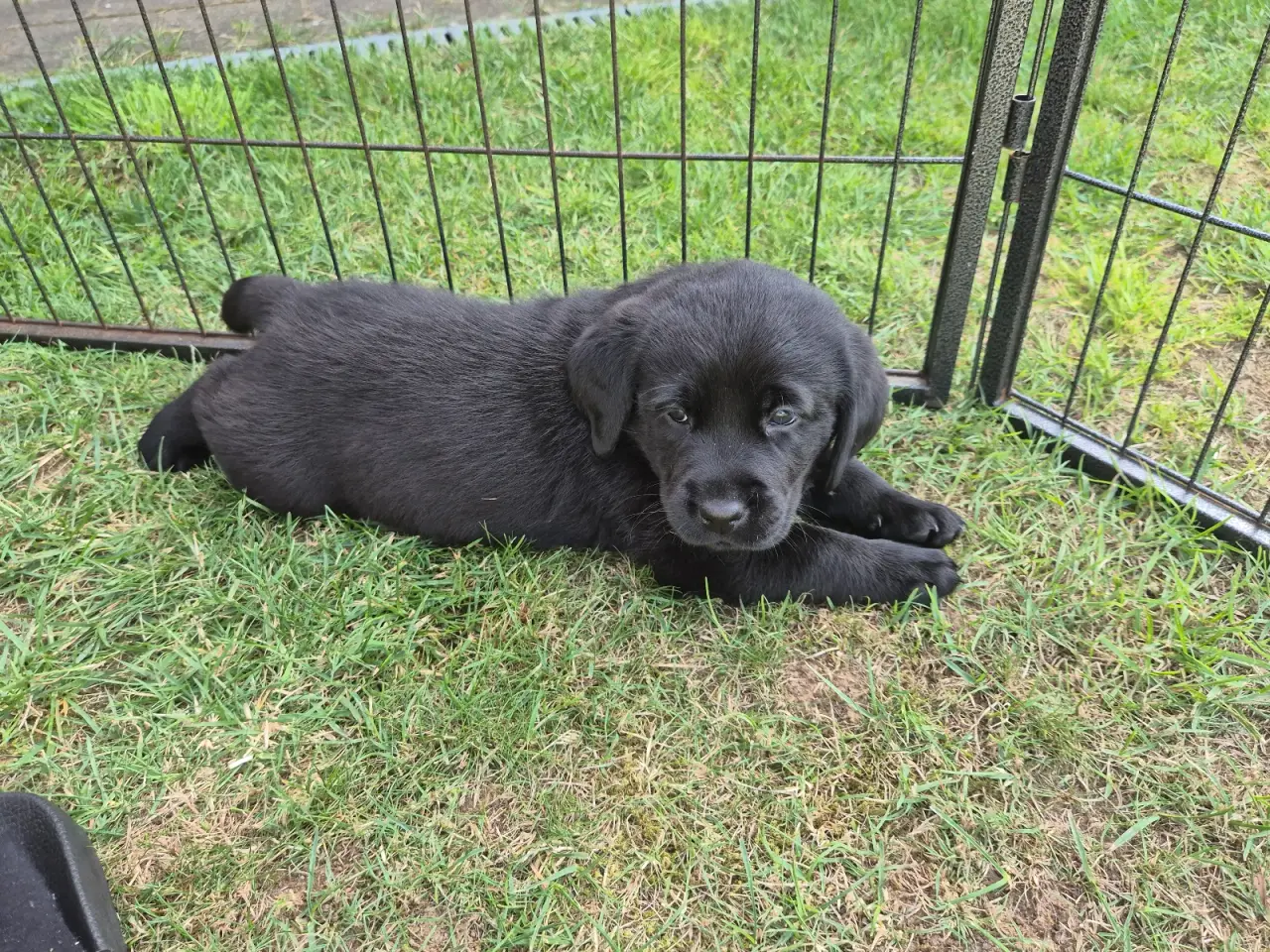 Billede 6 - Dejlige labrador hvalpe