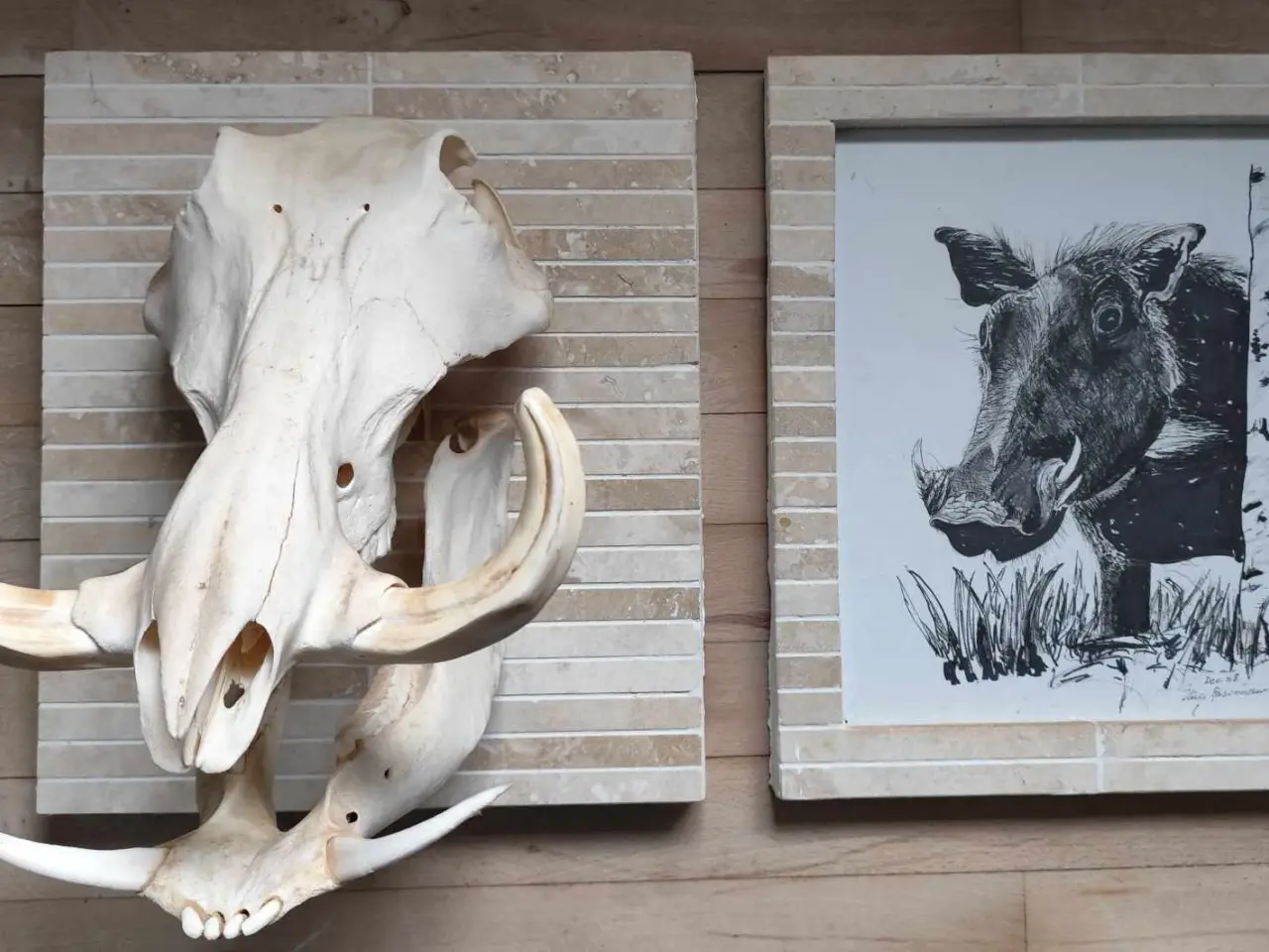 Billede 1 - Afrikansk Warthog jagttrofæ og original tegning