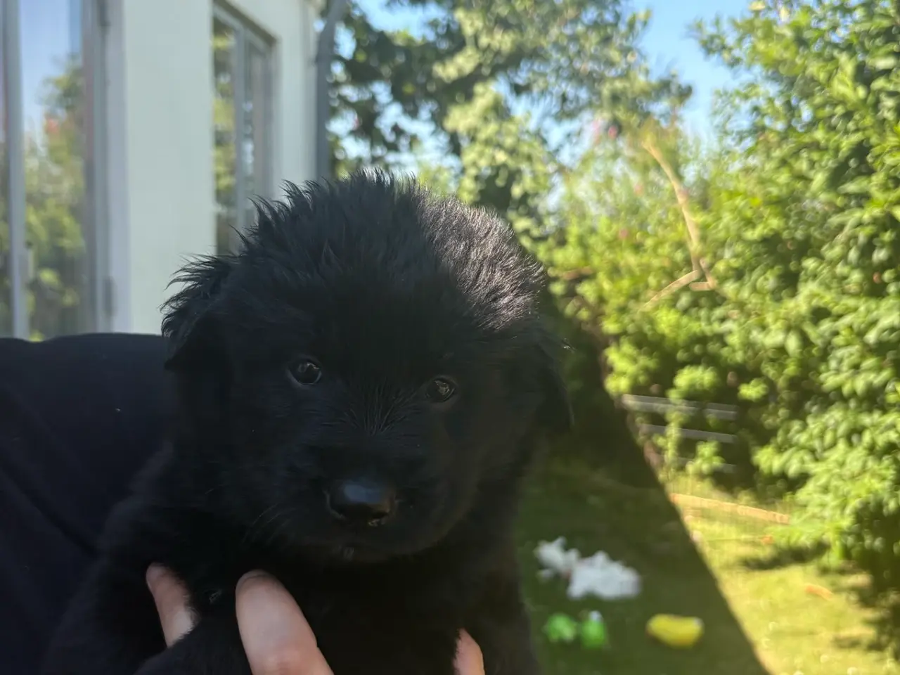 Billede 12 - Blandings hvalpe eurasier/golden