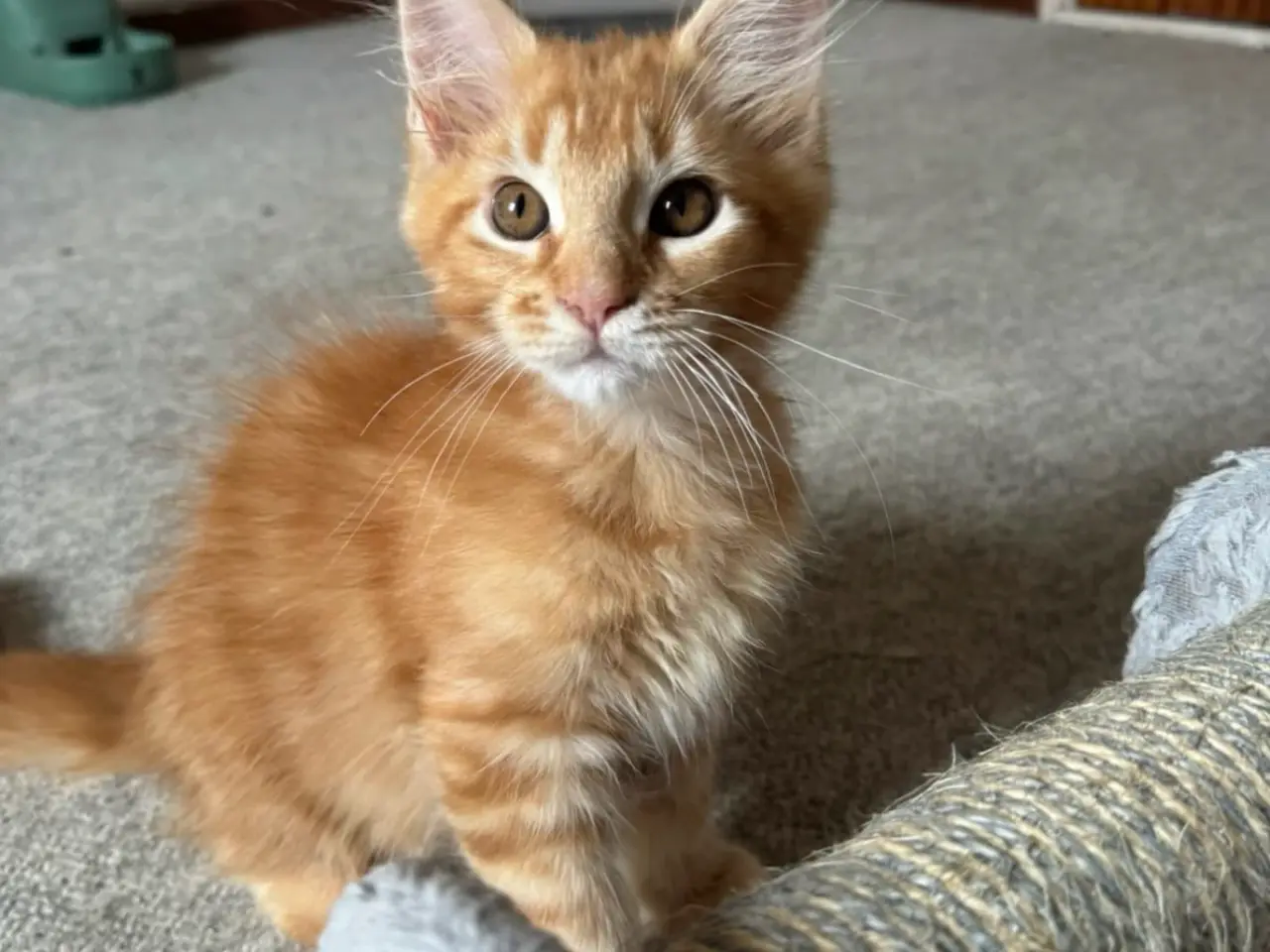 Billede 8 - Maine Coon hankilling