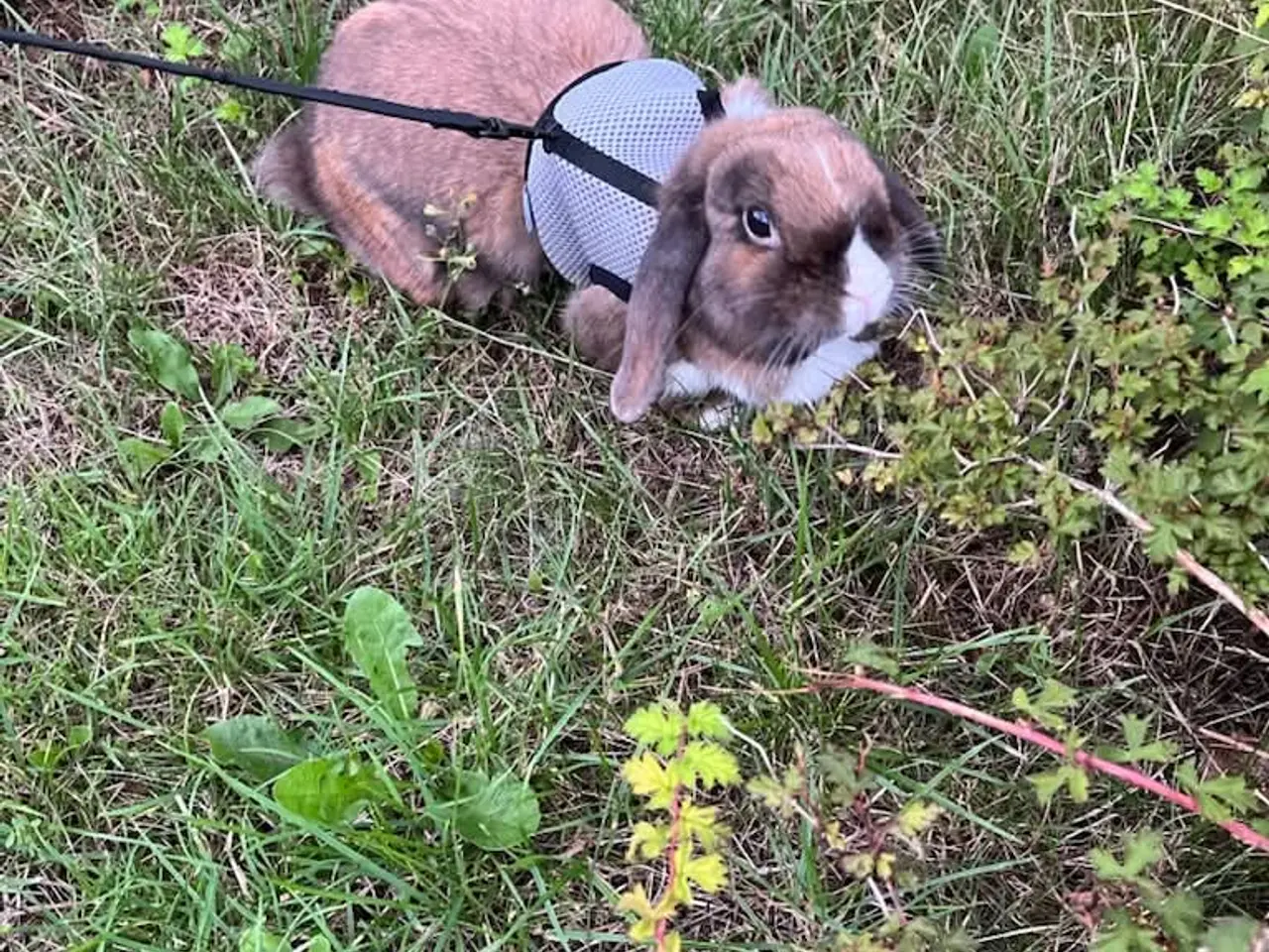 Billede 4 - 🐰 To søde og tamme dværgvæddere søger nyt hjem