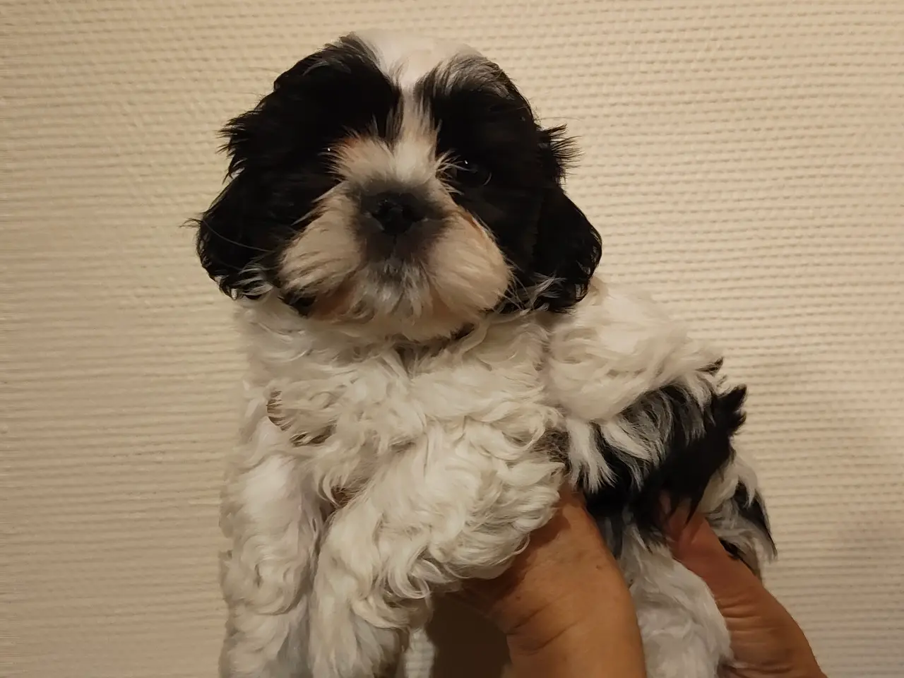 Billede 3 - Shih Tzu / blanding Malteser