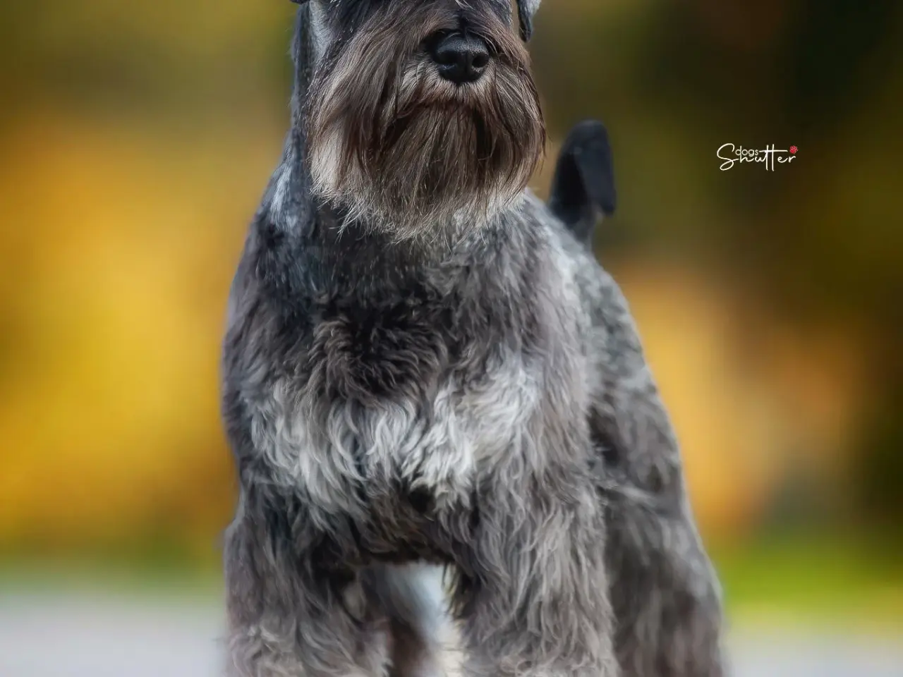 Billede 7 - Miniature Schnauzer – kommende kuld Garywild FCI