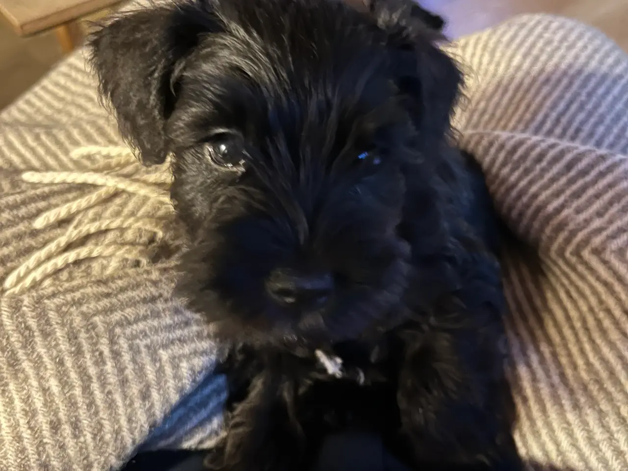 Billede 3 - Dværgschnauzer