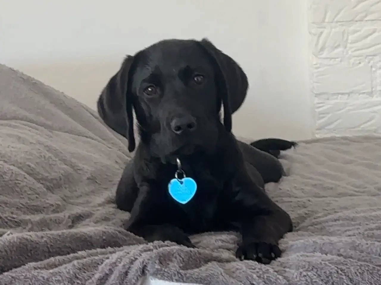 Billede 2 - Hunde hvalp 